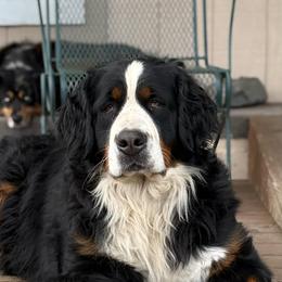 Yona - Bernese Mountain Dog