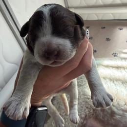 Girl 1 - Brown roan female Lagotto Romagnolo puppy in Sherman, Texas from Texas Lagottos