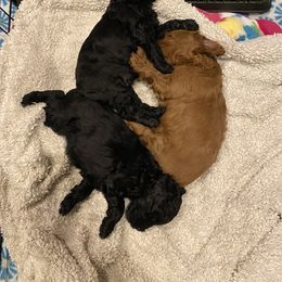 Cockapoo Puppies from Coco's Cocopuffs