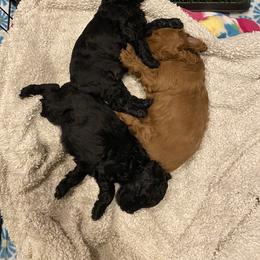 Cockapoo Puppies from Coco's Cocopuffs