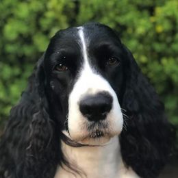 English Springer Spaniels from Journey Kennels
