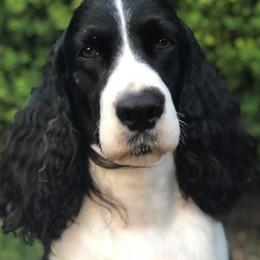 English Springer Spaniels from Journey Kennels