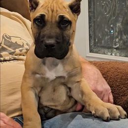 Light Blue Collar - Fawn male Perro de Presa Canario puppy in Pocahontas, Illinois from Cabeza Grande Kennel