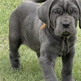 Sunshine - Blue female Neapolitan Mastiff puppy in Canyon, Texas from Mastini Della Forte