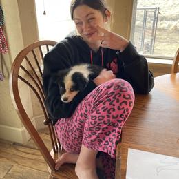 Australian Shepherd, Miniature American Shepherd, Miniature Australian Shepherd, and Toy Australian Shepherd Puppies from Painted Blue Aussies