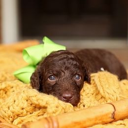 Australian Labradoodle, Bernedoodle, and Goldendoodle Puppies from Golden Fields Doodles