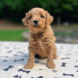 Eowyn - Red  female Goldendoodle puppy in Pittsburg, Texas from Grace Springs Goldendoodles