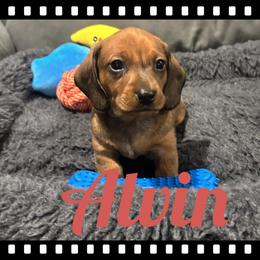 Alvin - Red male Dachshund puppy in Flint, Texas from ZMC Acres Doxies