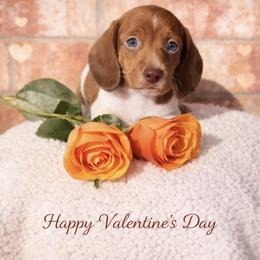 Americano - Piebald male Dachshund puppy in Deming, New Mexico from FoxieDoxies of New Mexico