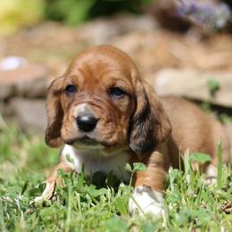 Tate - Tan and white male Basset Hound puppy in Idaho from Welcome Home Bassets