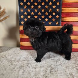 Harley - Black male Shih Tzu puppy in Kings Mountain, North Carolina from Britany's Shih Tzus
