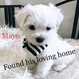 Companion Cross, Maltese, and Maltipoo Puppies from Best Maltese & Toy Poodles of Texas