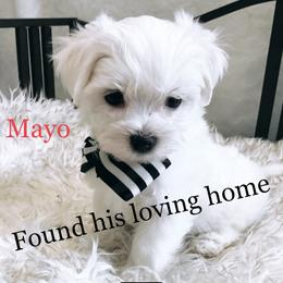 Companion Cross, Maltese, and Maltipoo Puppies from Best Maltese & Toy Poodles of Texas