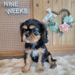 Ollie - Black and tan male Cavalier King Charles Spaniel puppy in Wildomar, California from Enchanted Rose Cavaliers