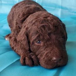 Goldendoodle, Poodle, and Saint Berdoodle Puppies from Ruth’s Doodles