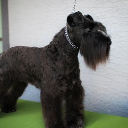 Lottie - Miniature Schnauzer
