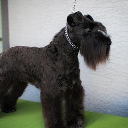 Lottie - Miniature Schnauzer