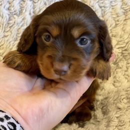 Dachshund Puppies from JK Kennel