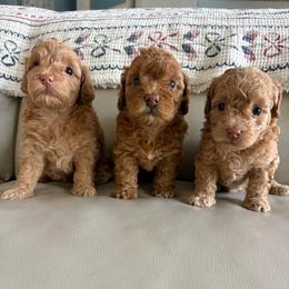 Merriweather - Red  female Goldendoodle puppy in Brooksville, Florida from Abby’s Standard Goldendoodles