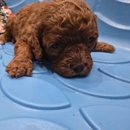 Girl 1 - Red female Cavapoo puppy in Knoxville, Tennessee from Shannan's Cavapoos