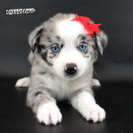 Bi Blue Merle 3 2 blue eyes - Blue merle female Miniature Australian Shepherd puppy in Pinehurst, Texas from Aussie Amor