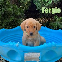 Fergie - Yellow female Labrador Retriever puppy in Tigard, Oregon from Morrison Labrador Retreivers