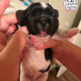 Rolling - Parti male Yorkshire Terrier puppy in California from Corazon de gigante