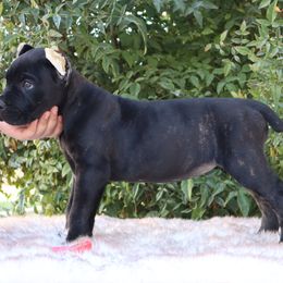 Pink collar - Black brindle female Cane Corso puppy in Caliente, California from Rafter Cross 7