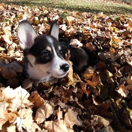 Pembroke Welsh Corgi Puppies from Princess Zelda Corgis