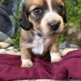 Daisy - Piebald female Dachshund puppy in Mountain Home, Arkansas from Furry Friends Kennel