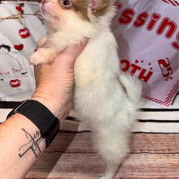 Cayden - Chocolate blue male Chihuahua puppy in Palmyra, Indiana from Country Star Chihuahuas