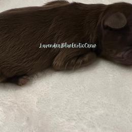 Thyme - Liver male Shih Tzu puppy in Olive Branch, Mississippi from Lavender Blue Exotic Crew