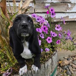 Sunfyre - Black and white female Basset Hound puppy in Valley, Washington from Enchanted Valley Paws