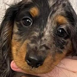 Dachshunds from Proud Lake Dachshunds