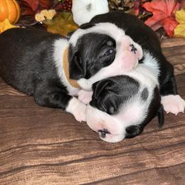 Boston Terrier Puppies from Baldwins Boston Terriers