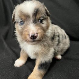 Boy 3 - Blue merle male Miniature Australian Shepherd puppy in Lubbock, Texas from Reveille awesome aussies