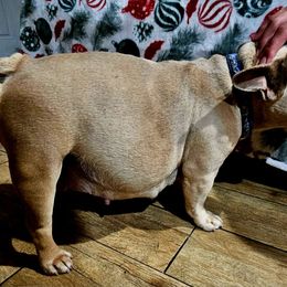 Ms Dasiy - French Bulldog