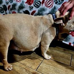 Ms Dasiy - French Bulldog