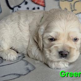 Green - Buff male Cocker Spaniel puppy in Lebanon, Missouri from Spring Hollow Cocker Spaniels