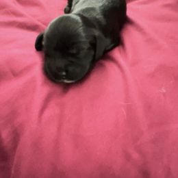 Cocker Spaniel Puppies from Ileana Madrigal