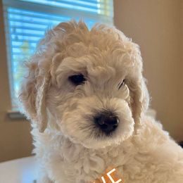 Goldendoodle Puppies from Pacific Goldendoodle, LLC