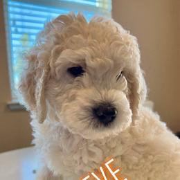 Goldendoodle Puppies from Pacific Goldendoodle, LLC