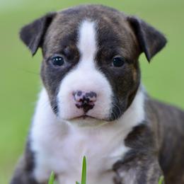 Boy 3 - Brown brindle male American Staffordshire Terrier puppy in St. Augustine, Florida from LBK & Ancient City