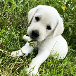 Labrador Retriever Puppies from Dancing Sky Labradors