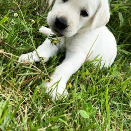 Labrador Retriever Puppies from Dancing Sky Labradors