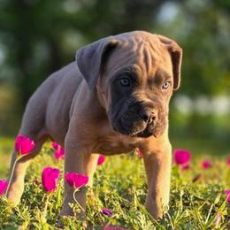 Zeus - Gray and fawn male Cane Corso puppy in Bangs, Texas from HOUSE OF HALL CANE CORSOS
