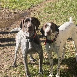 German Shorthaired Pointers from Third Coast Pointers