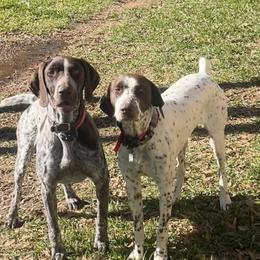 German Shorthaired Pointers from Third Coast Pointers