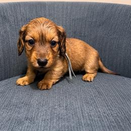 Archer (blue) - Chocolate and tan male Dachshund puppy in Crandall, Texas from The Weenie Hut LLC