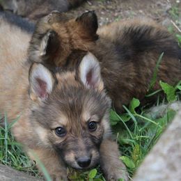 German Shepherd Puppies from Fyrestorm Shepherds